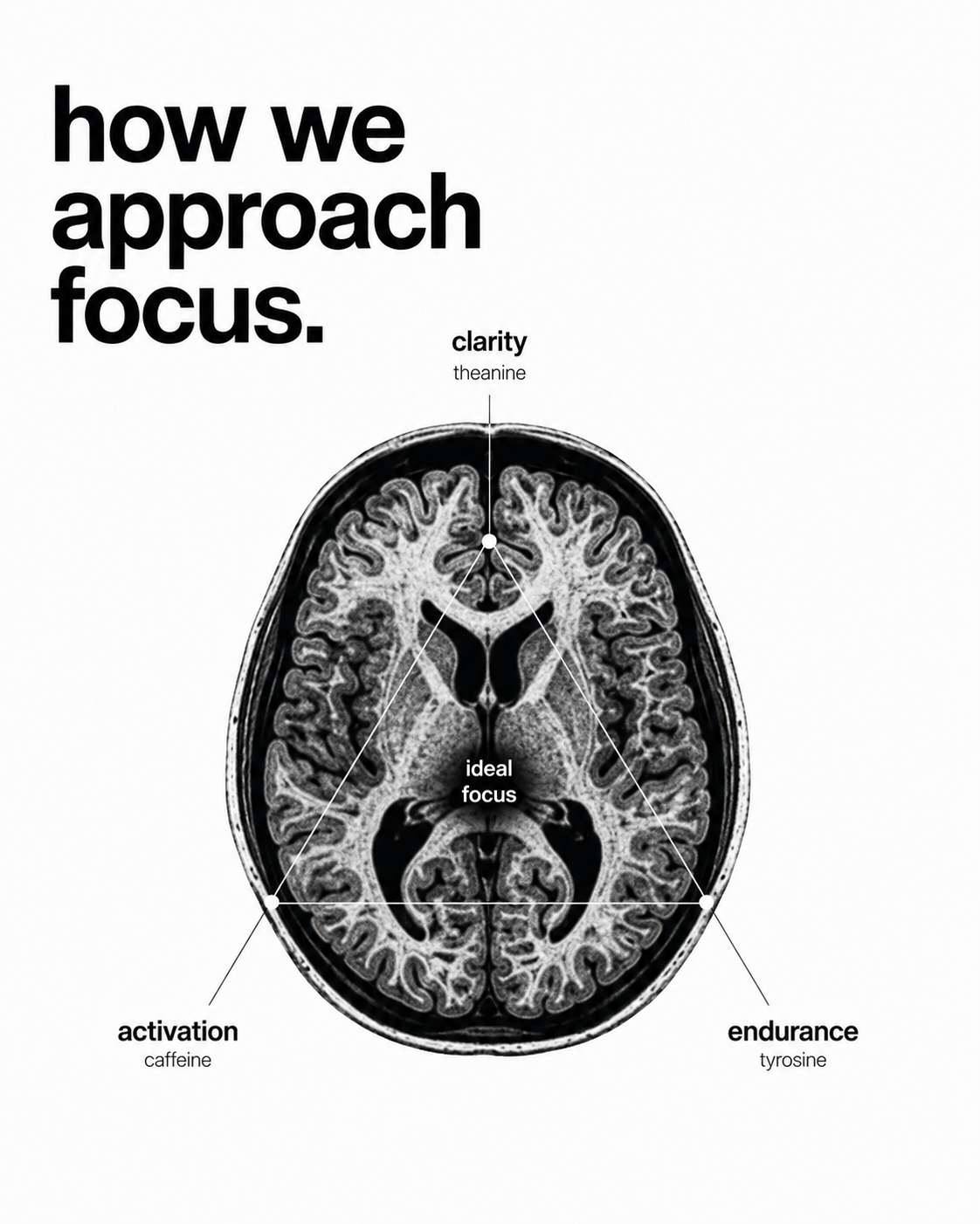 L-Tyrosine for Focus: The Amino Acid That Helps You Think Under Pressure